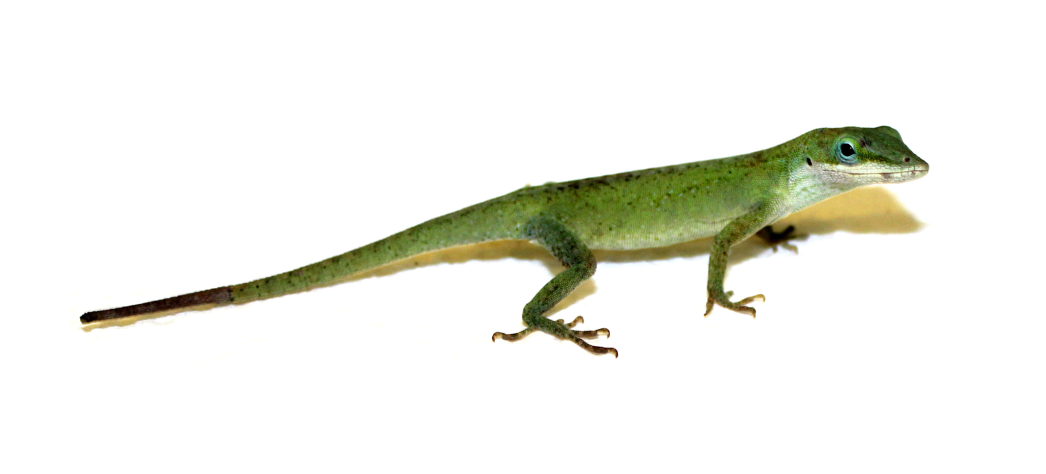O specie de şopârlă verde, Anolis carolinensis, îşi regenerează coada, după ce aceasta este desprinsă de corp în momentul în care animalul este atacat de un prădător