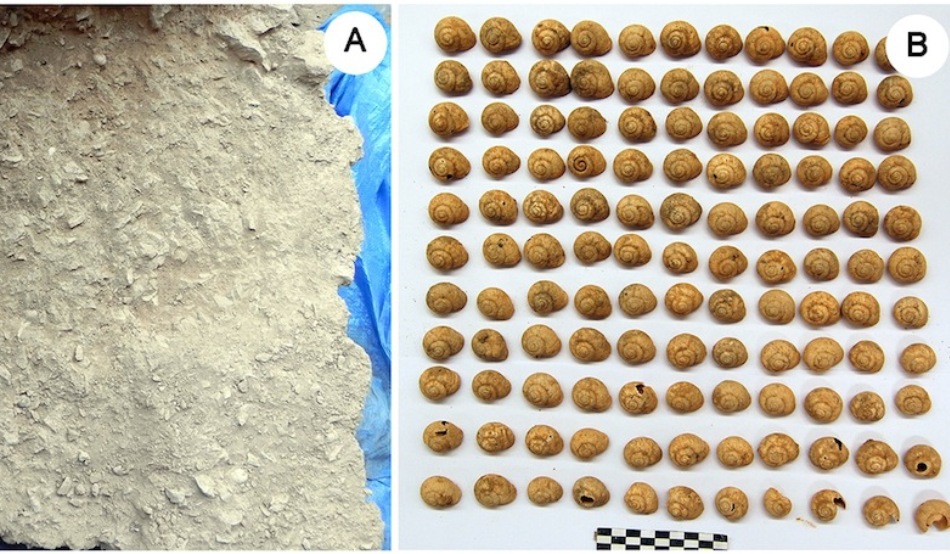 Melcii făceau parte integrantă din dieta omului paleolitic, acum 30.000 de ani