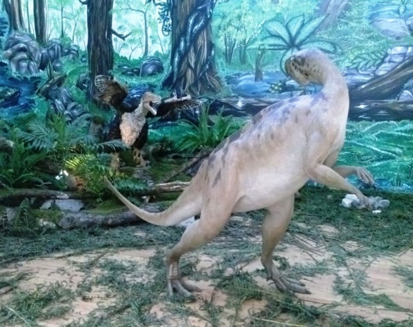 Machetal lui Zalmoxes robustus