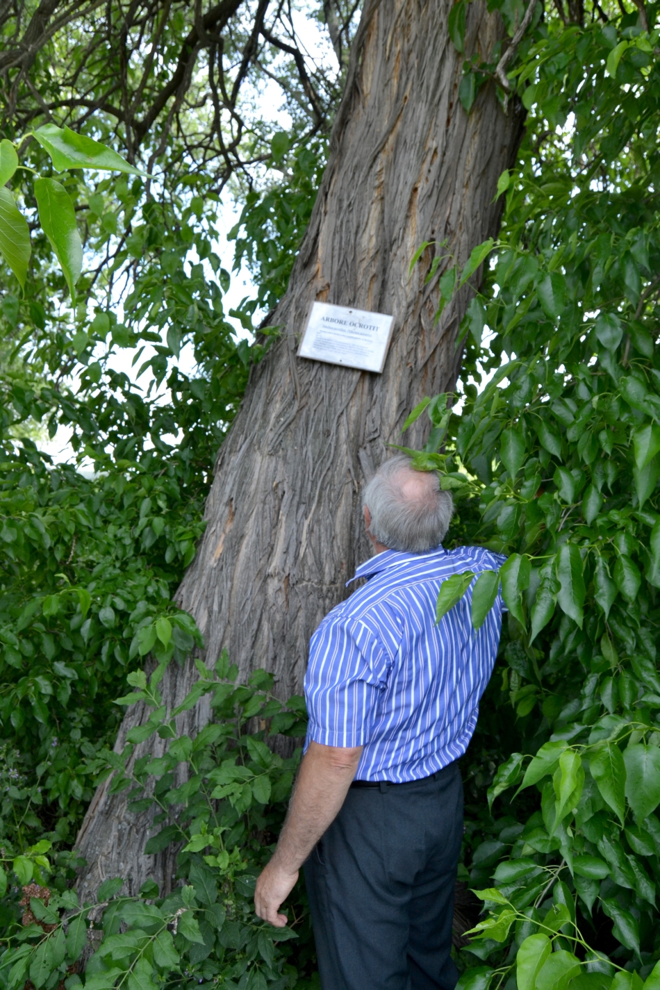 Un copac ornamental, numit popular portocal fals, poate fi vazut in satul iesean Medeleni din comuna Golaesti, miercuri, 2 iulie 2014. 