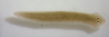 Dugesia japonica