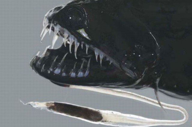 Femela (sus) şi masculul speciei (jos)