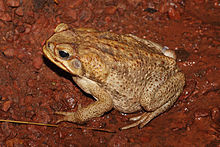 Broasca râioasă Rhinella marina