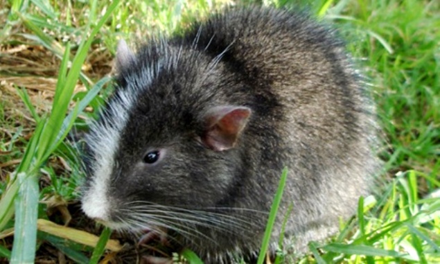 Chinchilla arboricolă de Machu Picchu: multă vreme considerată dispărută, ea încă trăieşte, de fapt, în pădurile umede de mare altitudine din Anzi, în preajma citadelei incaşe de la Machu Picchu. 