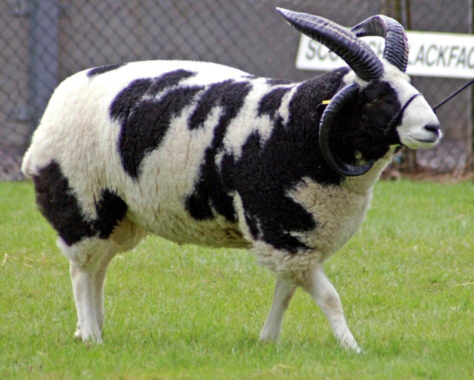 Berbec rasa Jacob
