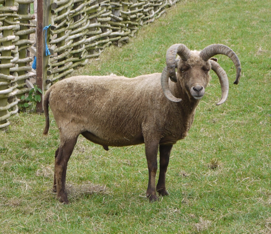 Berbec din rasa Manx Loaghtan