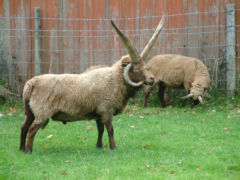 Berbec din rasa Manx Loaghtan