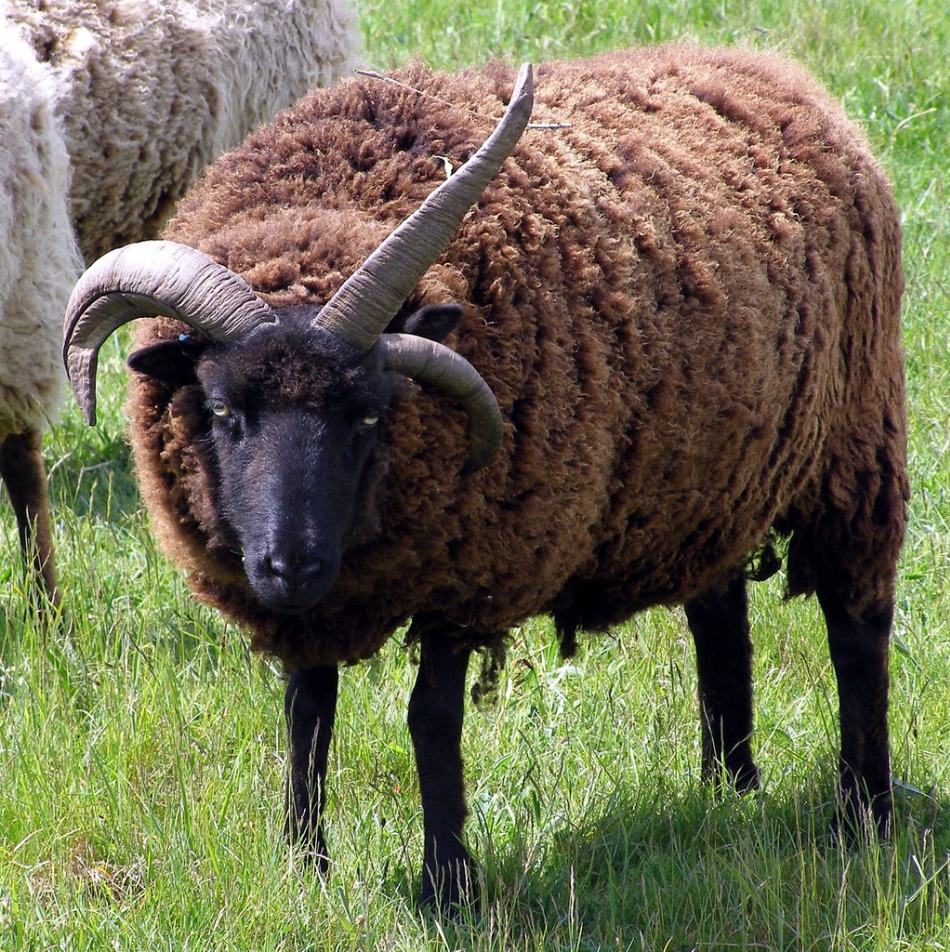 Berbec din rasa Hebridean