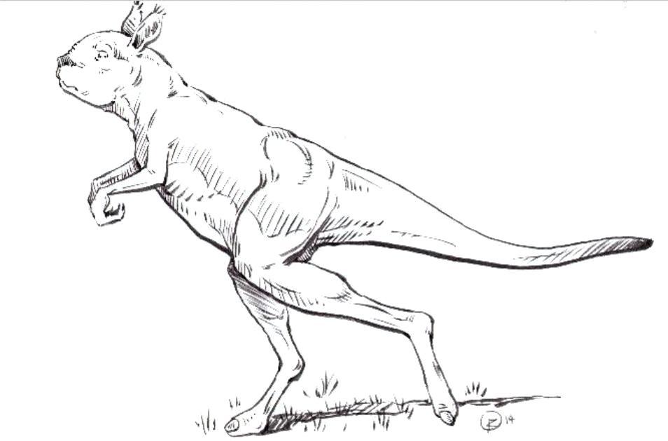 Cangurii uriaşi, azi dispăruţi, din grupul sthenurinelor, nu puteau sări, ci păşeau pe picioarele din spate, arată un studiu recent.