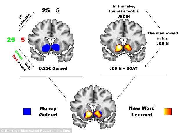 Scanarea arată că jocurile de noroc şi învăţarea limbajului activează aceeaşi zonă cerebrală