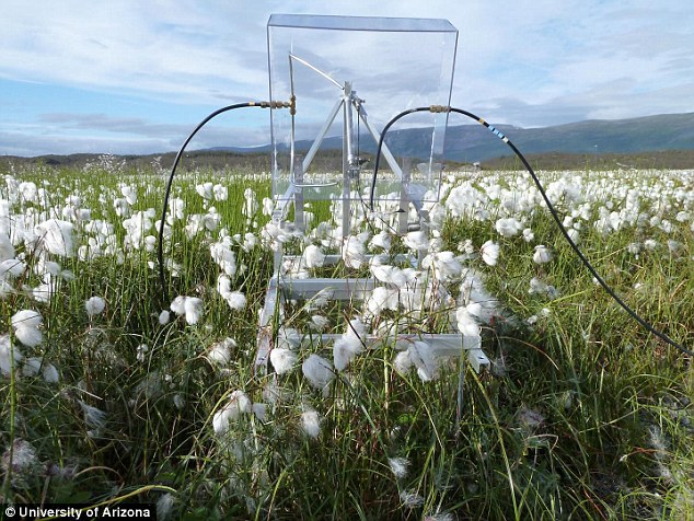 Camerele de plexiglas care analizează emisiile de metan din sol