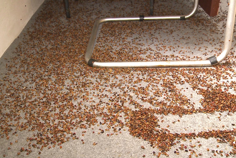 Anul acesta, temperaturile ridicate şi ploile abundente, care au favorizat creşterea plantelor şi înmulţirea unor dăunători, au dus la sporirea populaţiilor de buburuze, care se hrănesc cu aceşti dăunători.