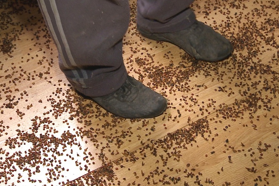 Buburuzele se  hrăbnesc cu afide („purici de plante”), având astfel un rol benefic în culturi. 