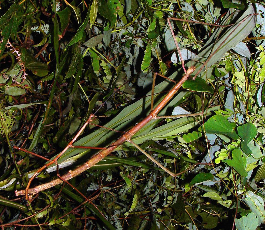 Mascul şi femală din specia Phryganistria heusii yentueensis făcând sex