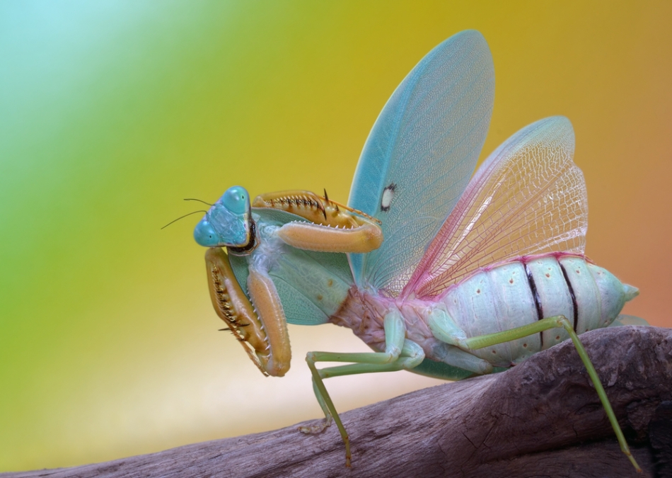 O călugariţa din genul Rhombodera, din Asia. 