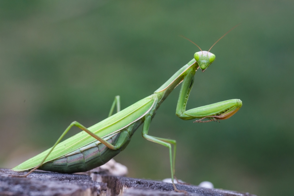 Mantis religiosa, specia de călugăriţă care trăieşte şi al noi în ţară. 