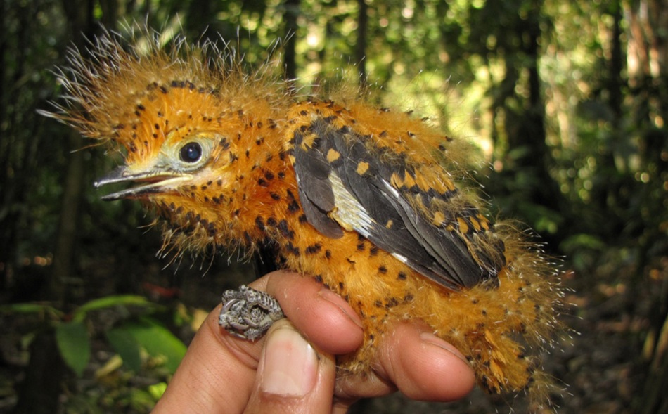 Pui de Laniocera hypopyrra