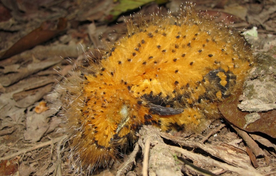 Puiul de Laniocera hypopyrra în poziţia de „omidă”