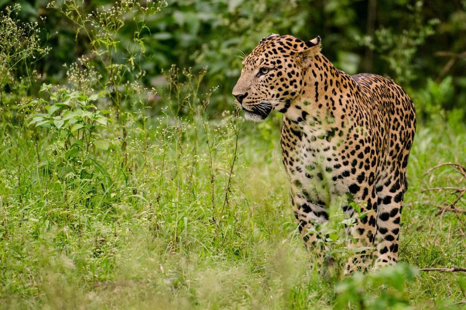 Mascul de leopard indian în Rezervaţia Nagarhole
