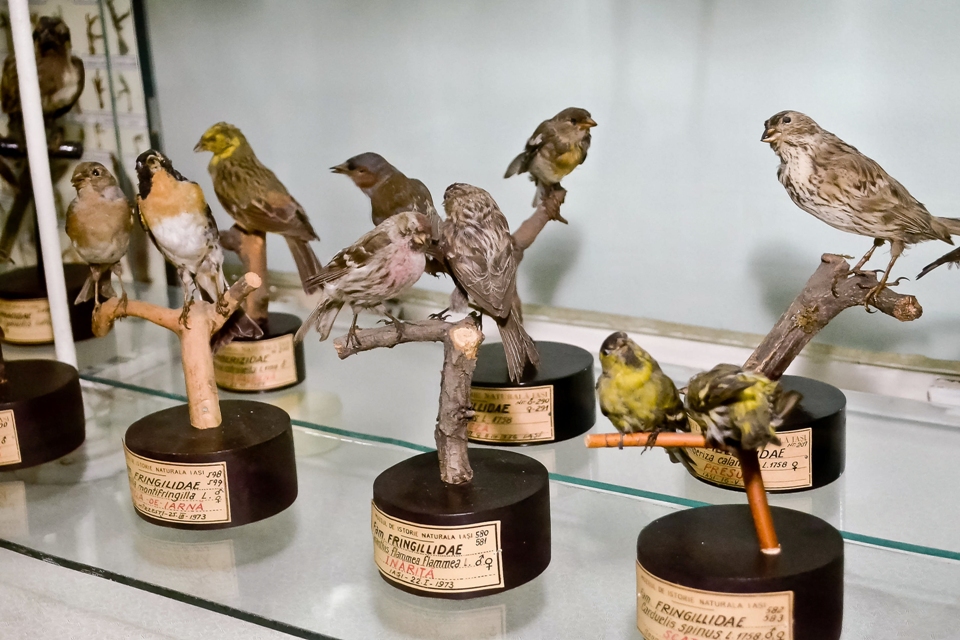 FOTO: Cătălin Hopulele/Mediafax Foto