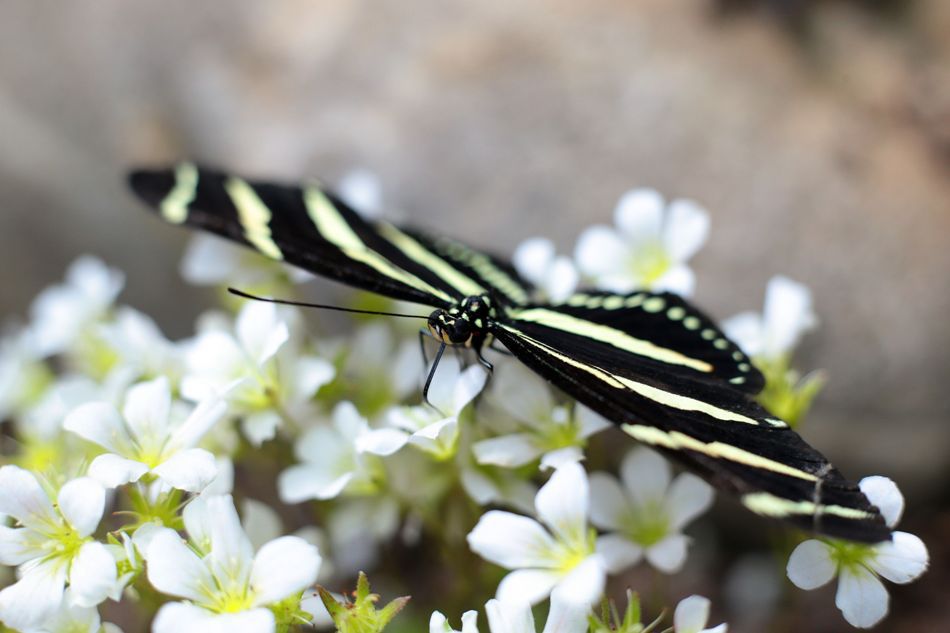 FOTO: Diana Zaharia/Mediafax Foto