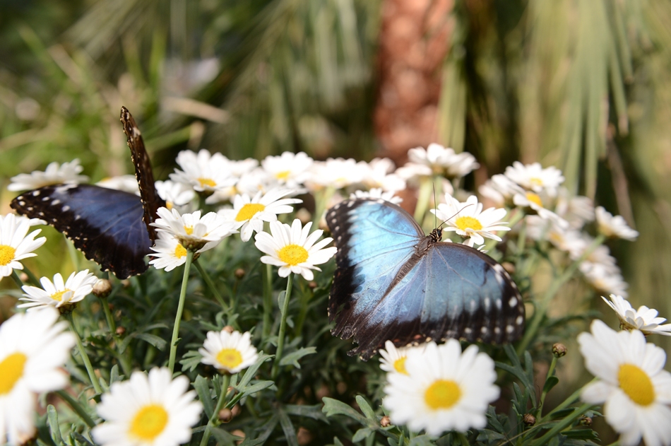 FOTO: Silviu Matei/Mediafax Foto