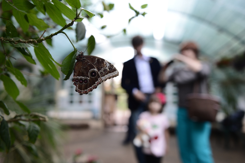 FOTO: Silviu Matei/Mediafax Foto