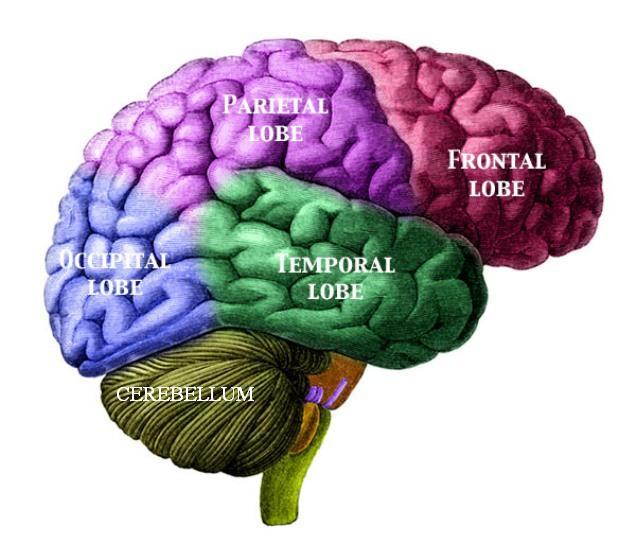 percepția creierului)