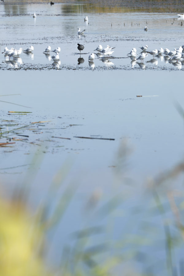 Parcul Natural Văcăreşti