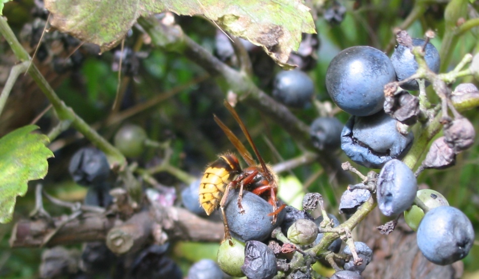 Gustul vinului nu ar mai fi acelaşi în lipsa viespilor
