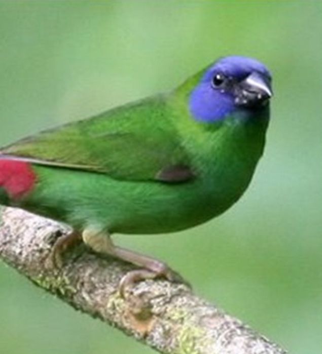 Mamele ştiu ce e bine pentru copii: sexul urmaşilor este decis de femele