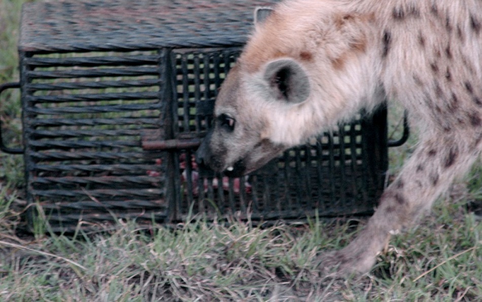  Hienele pătate sunt foarte inteligente