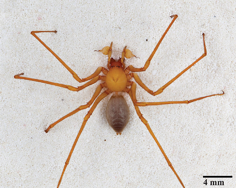  paianjen de pestera mascul