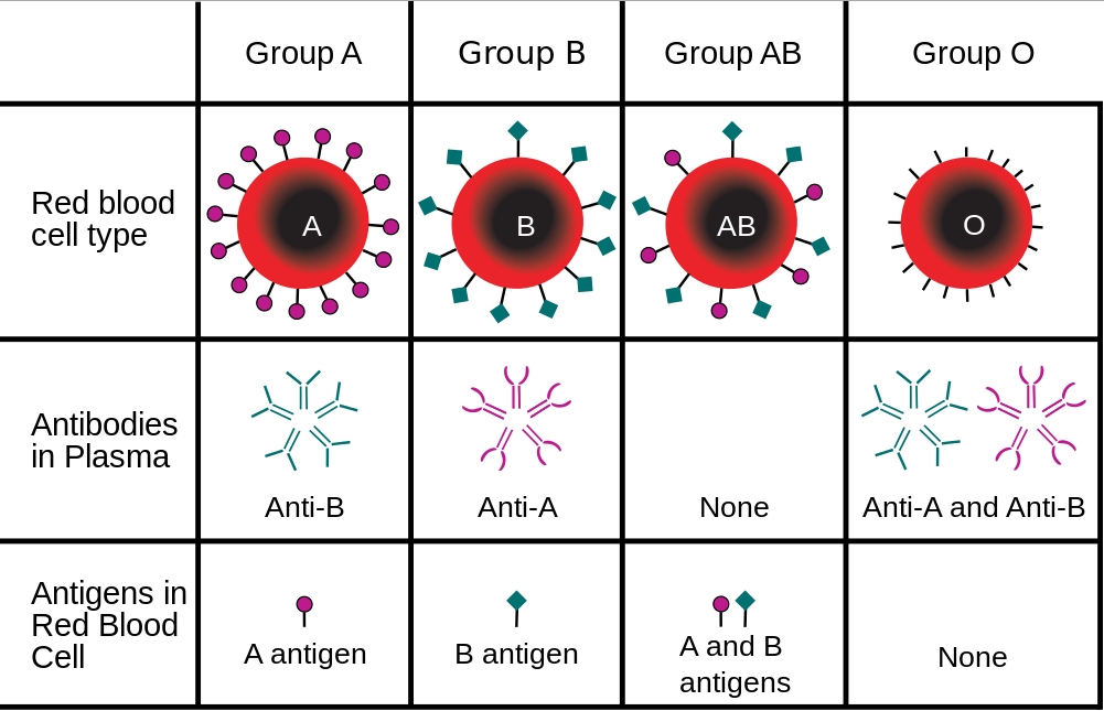 Grupele de sange si factorul Rh: tipuri si incompatibilitati