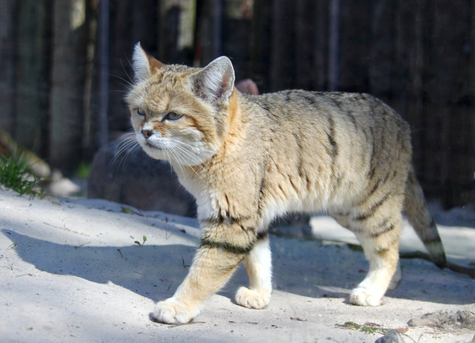 Feline exotice: 12 specii puţin cunoscute