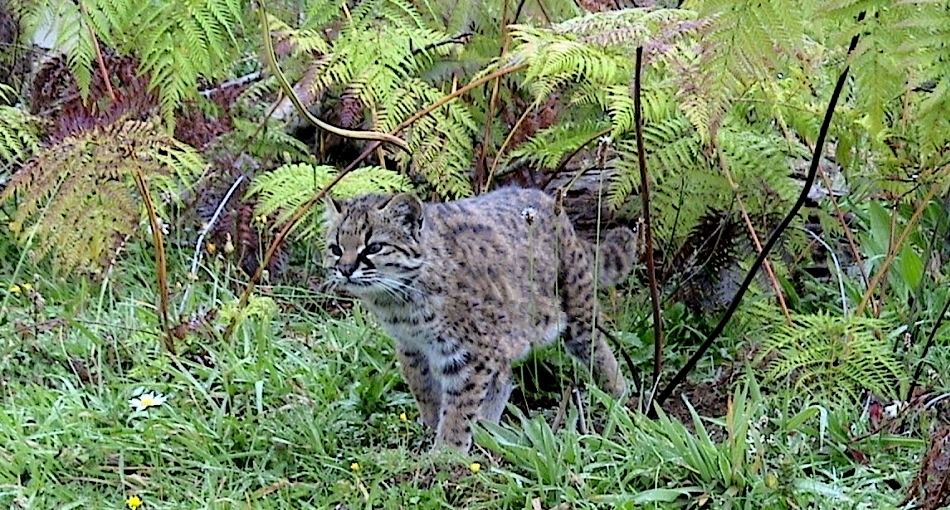 Feline exotice: 12 specii puţin cunoscute