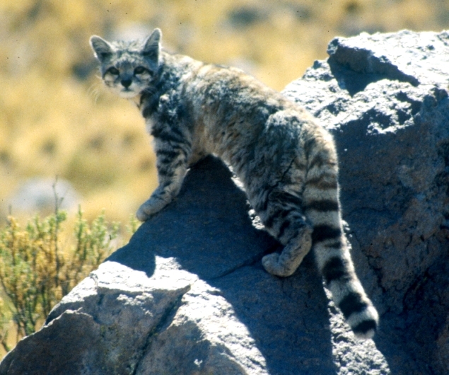 Feline exotice: 12 specii puţin cunoscute