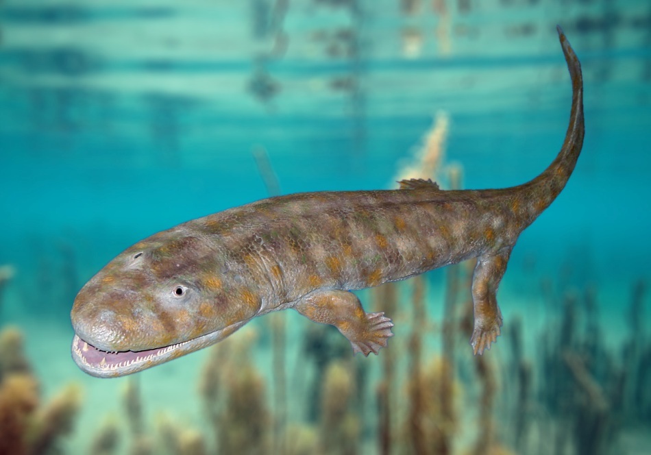 Acanthostega, una dintre formele de tranziţie de la peşti spre amfibieni.