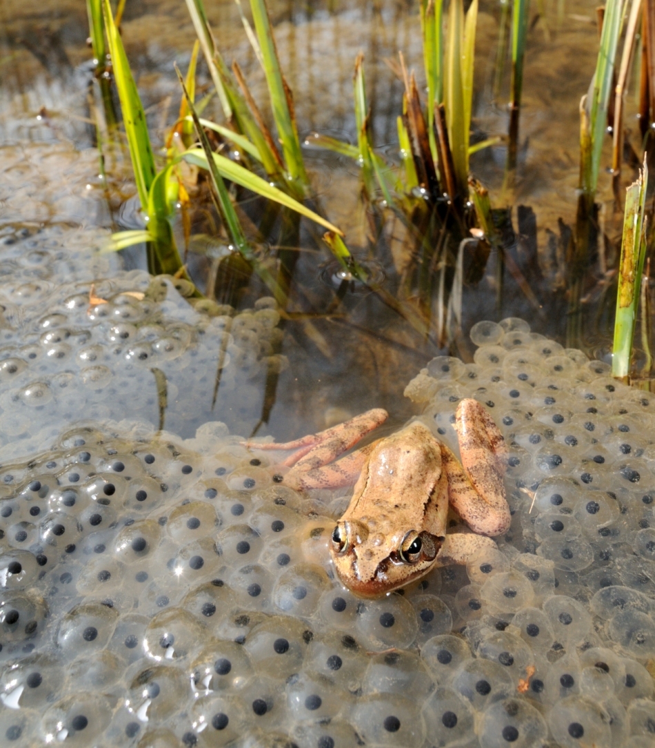 Amfibienii sunt dependenţi de apă pentru a se reproduce, deoarece îşi depun ouăle în mediul acvatic.
