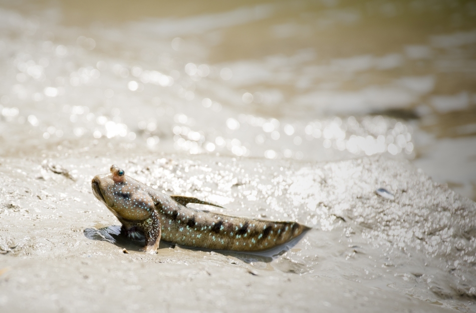 Periophtalmus, un peşte actual capabil să se deplaseze şi pe uscat, sprijinindu-se pe înotătoarele pectorale ca pe nişte cârje.