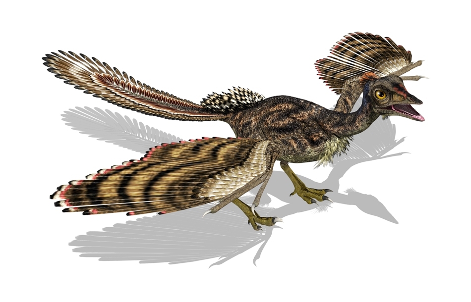 Archaeopteryx reprezintă, după opinia specialiştilor, o formă de tranziţie între dinozaurii theropozi cu pene şi păsările „adevărate”.