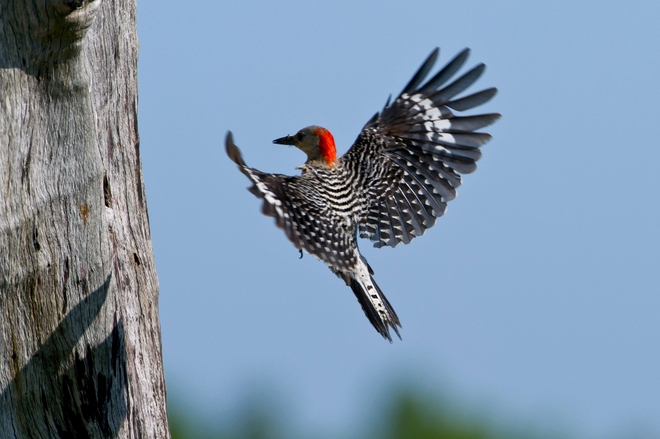 Zborul, cu tot ceea ce presupune el - decolare, schimbarea direcţiei şi a vitezei, aterizare - implică un control extrem de complex al mişcărilor.