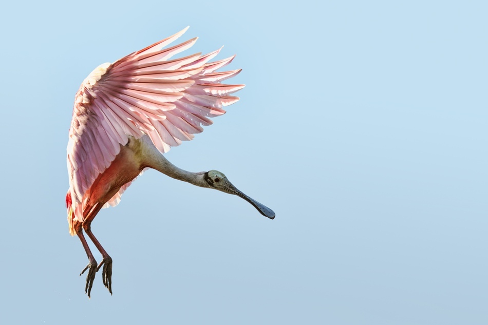 Aripile asimetrice, cu un aranjament specific de pene, permit păsărilor să învingă atracţia gravitaţională şi să se înalţe în zbor.