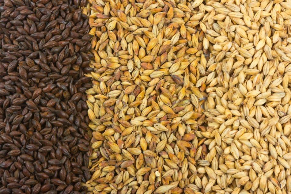 Seminţe de cereale din soiuri ameliorate