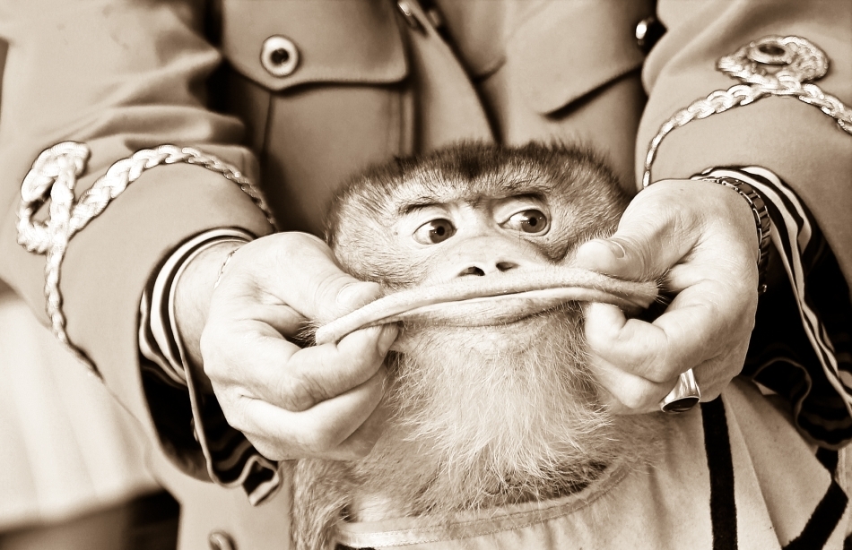 Om şi maimuţă sub ridicolul timpurilor