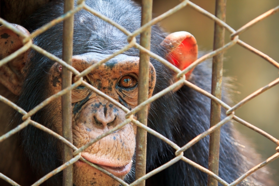 Cimpanzeu în cuşcă