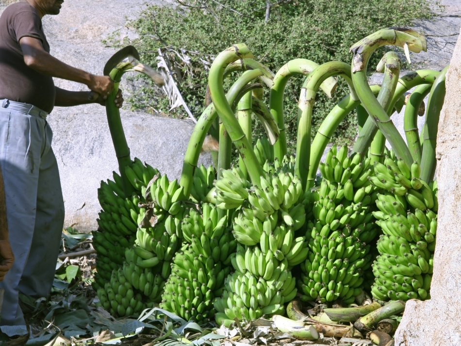 Ciorchinii de banane sunt recoltaţi adesea înainte de coacerea fructelor, acestea urmând a se coace complet în cursul transportului. 