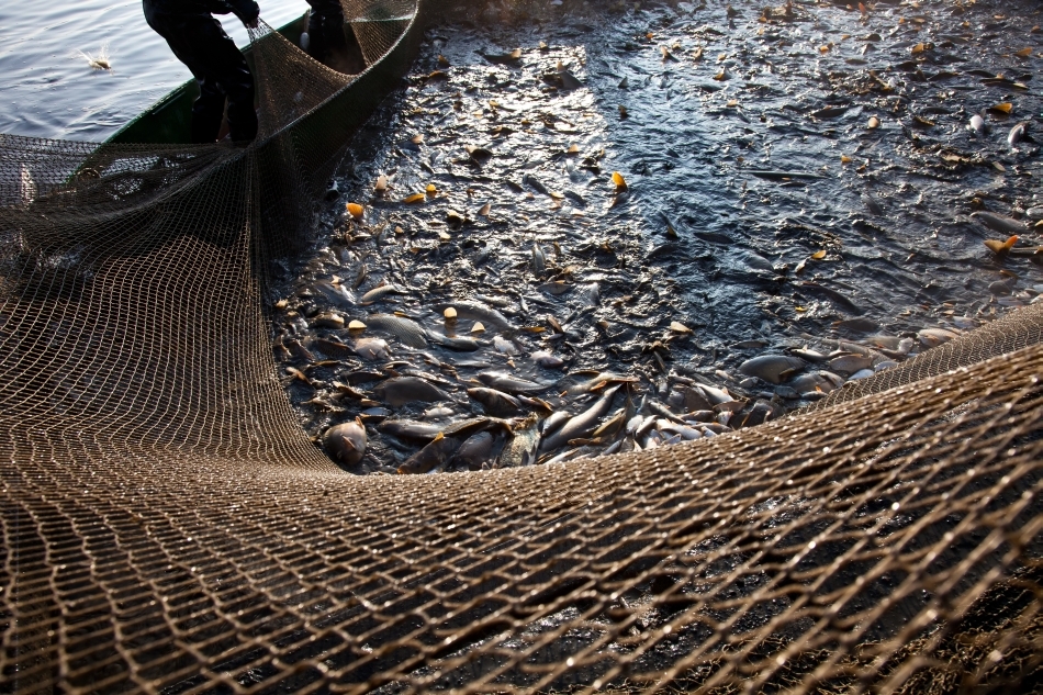 Momentul ridicării năvodului plin pe un vas d epescuit oceanic