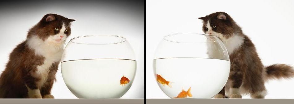 Pisicile pot fi învăţate să facă distincţii cantitative.