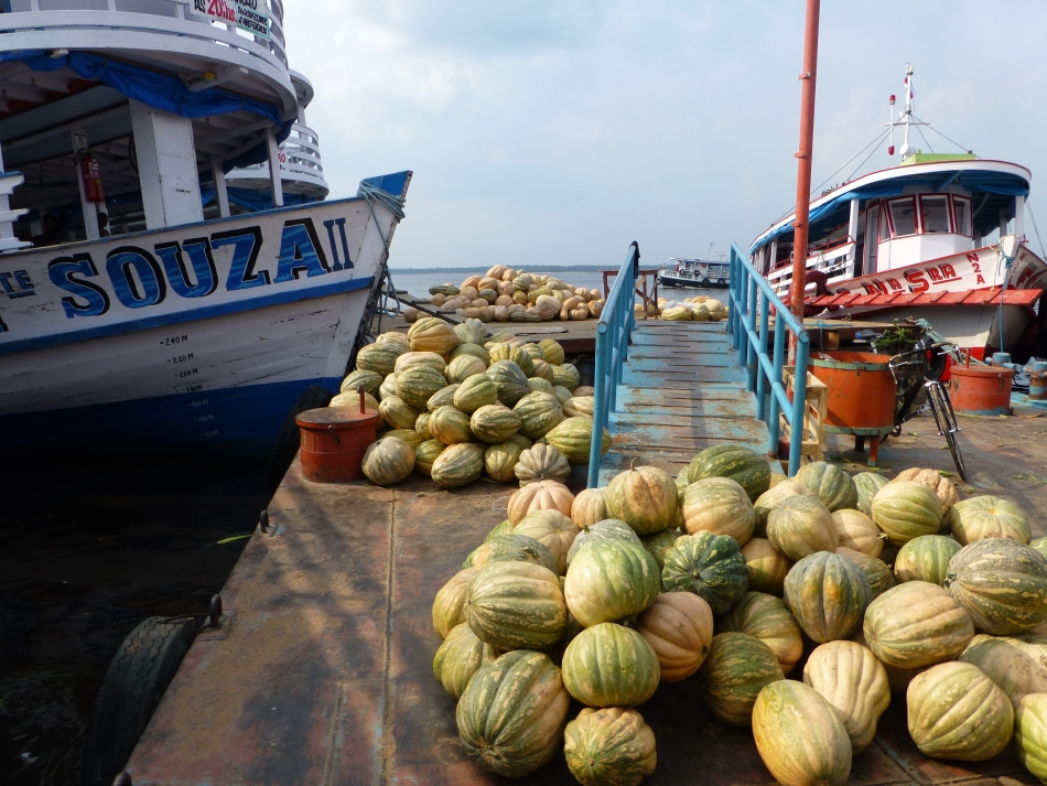 Pepenele galben ilustrează perfect dilema cu care se confruntă agricultorii